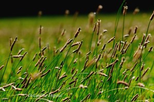 Grass in the Wind