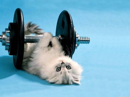 Funny-Kitten-Lifting-Weights-Images.jpg