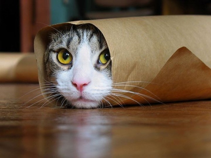 cat burrito