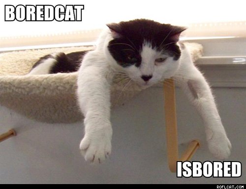 bored cat